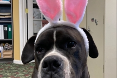 Gus-with-bunny-ears