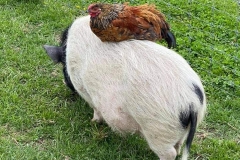 Chicken-on-pot-belly-pig-back