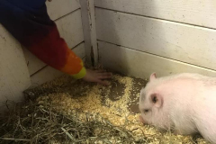 Child-with-baby-pot-belly-pig