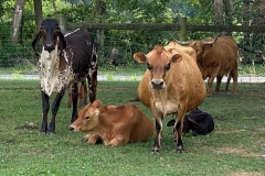 Five-cattle-variety