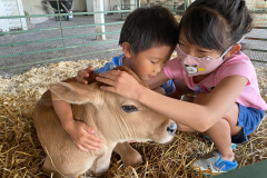 Two-children-petting-calf-in-dairy-barn