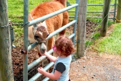 feeding-a-llama